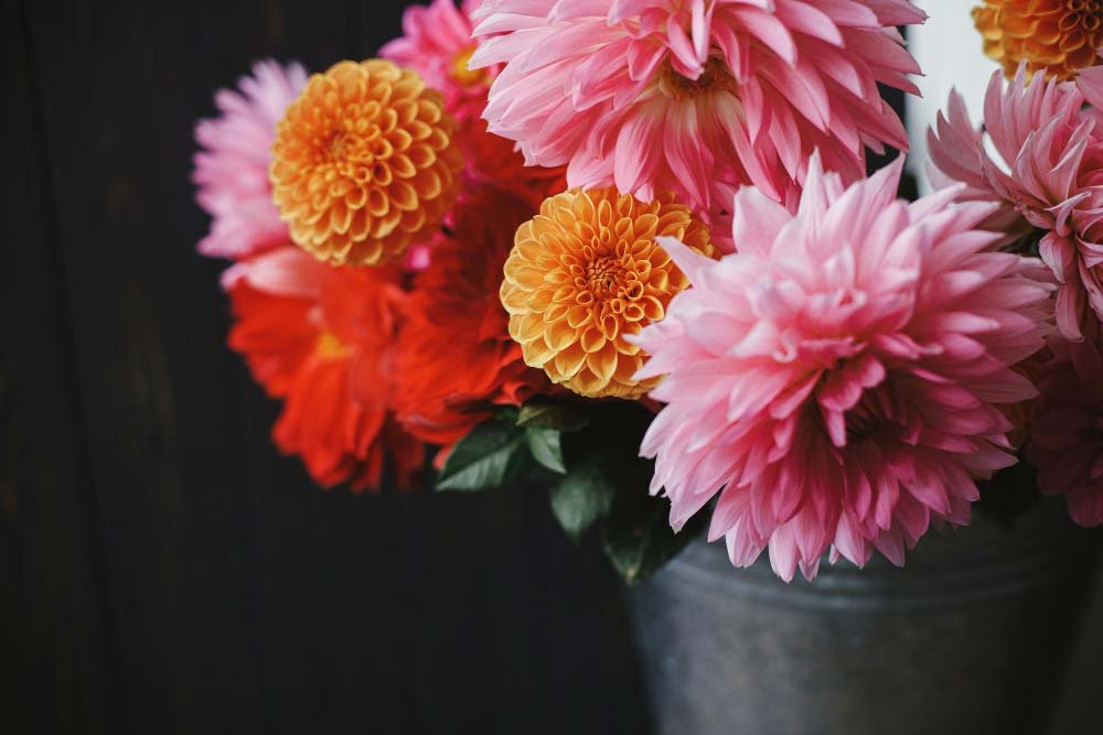 dalia negra flores
