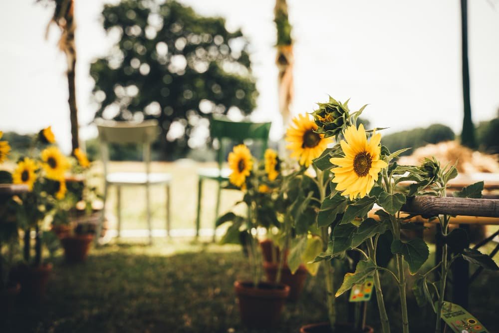 plantas de girasol