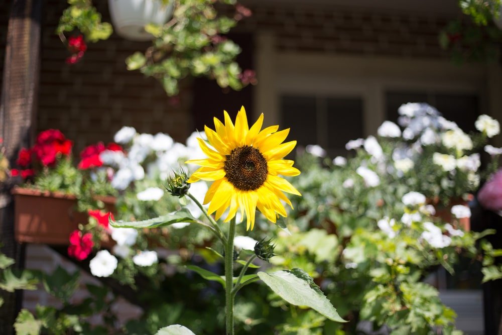 girasoles en casa