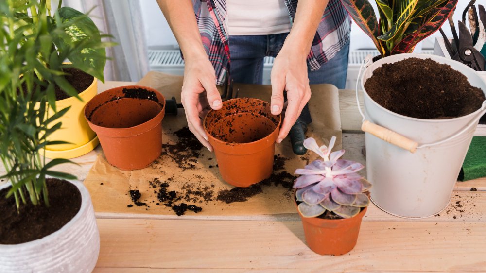 bulbos para plantar en junio