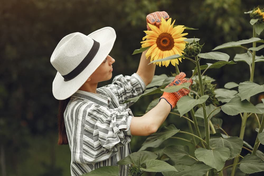 plantas de girasol