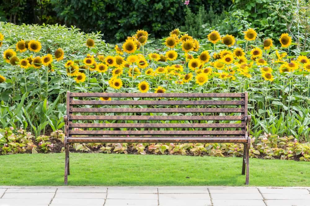 plantas de girasol