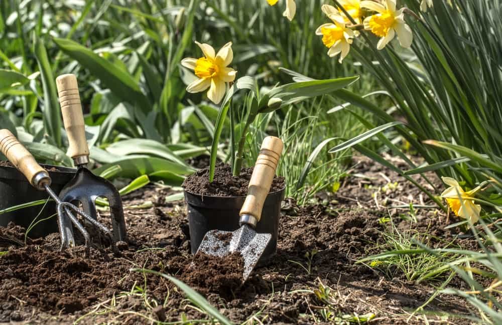 bulbos de narcisos