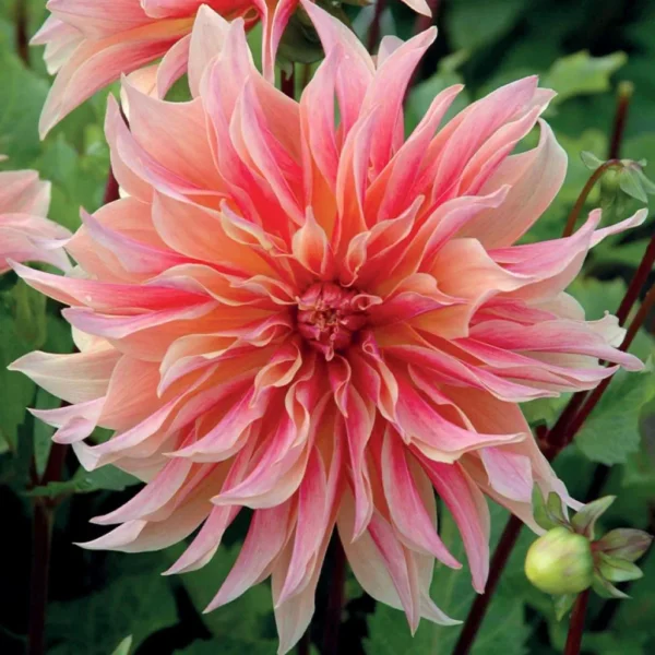 Dalia Labyrinth (2 unid)