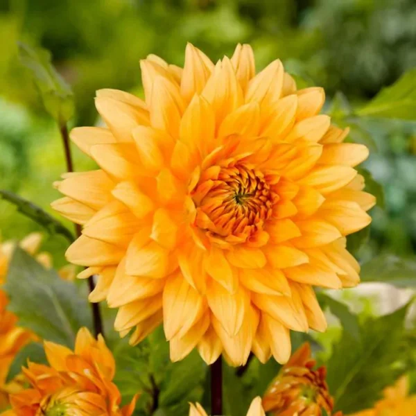 Dalia Noordwijks Glorie (4 unid)
