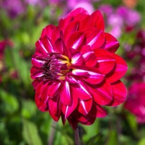 Dalia Snowbound (2 unid)