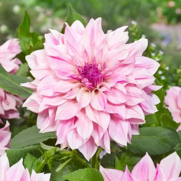 Dalia Café au Lait Royal (4 unid)
