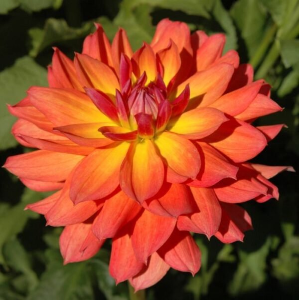 Dalia Fire pot (2 unid)