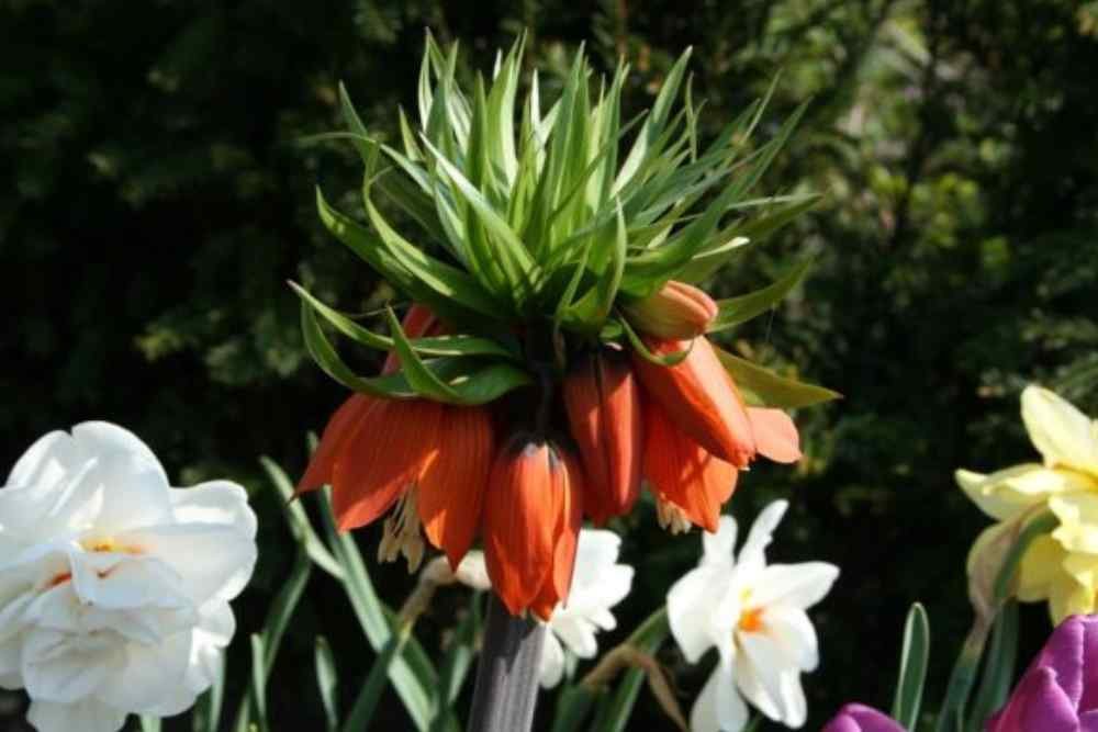 fritilaria