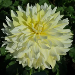 Dalia La luna (2 unid)