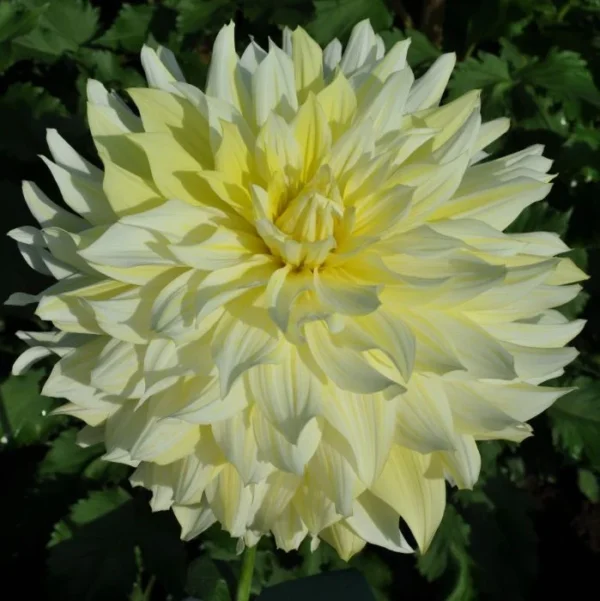 Dalia La luna (2 unid)