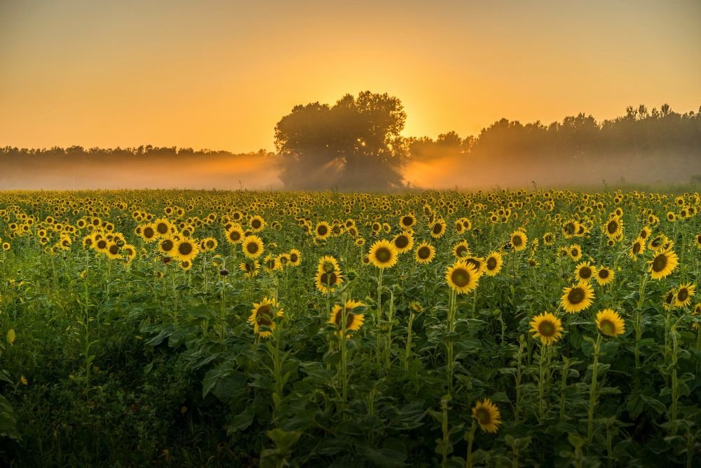 flores girasoles
