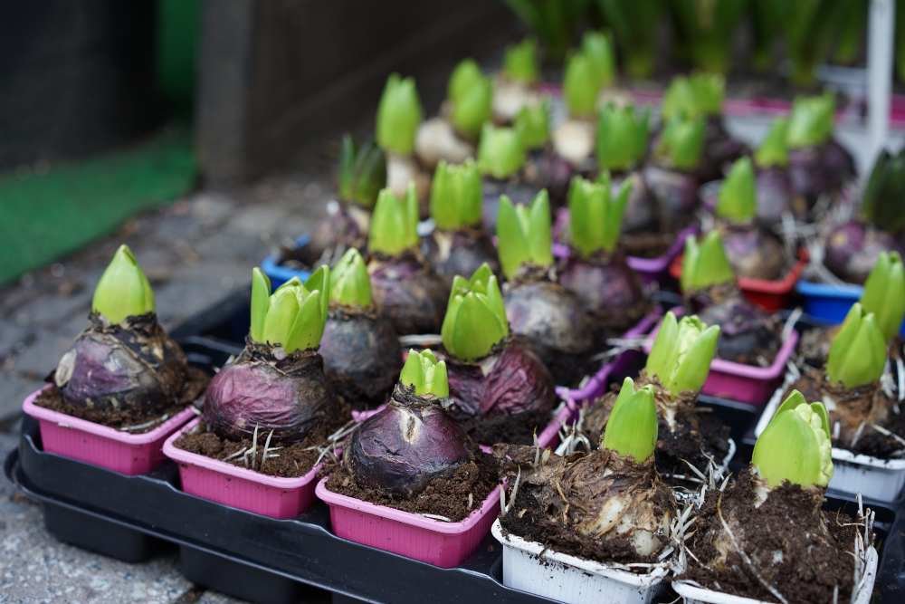 bulbos de otoño